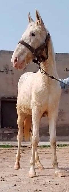 چاندی نکرہ وچھیرا فار سیل 2