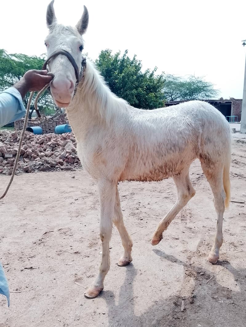 چاندی نکرہ وچھیرا فار سیل 3