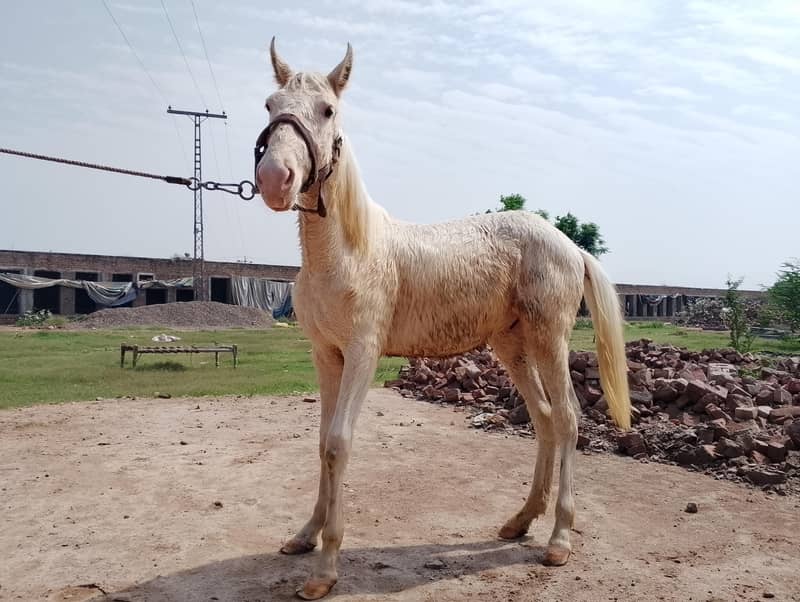 چاندی نکرہ وچھیرا فار سیل 4