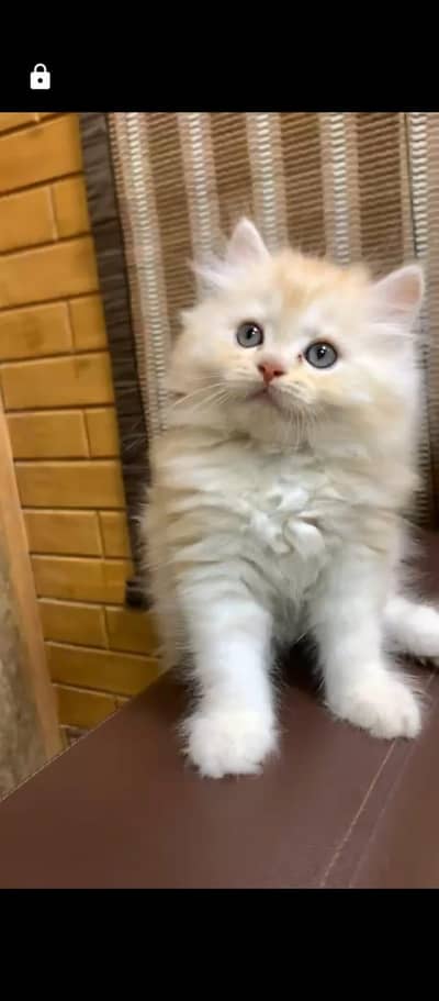Persian cute kitten