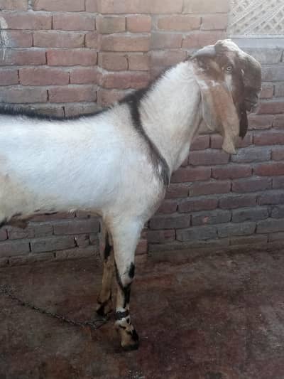 70kg weight goat for qurbani
