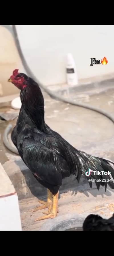 Mushka lasani Breder male mazbot band jor double hadi