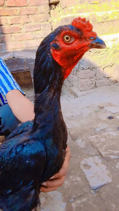 jas na lana ho wa rabta kara