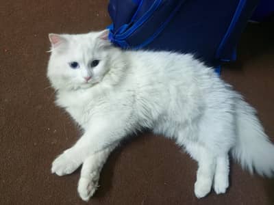 Persian Male Cat for sale