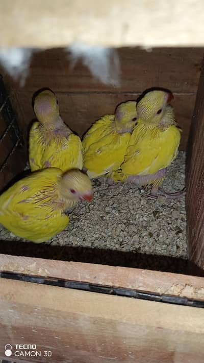 Yellow and Blue Ringneck available