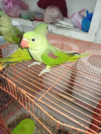 Kashmiri Parrot / Self Chicks / SunConor baby available Lahore