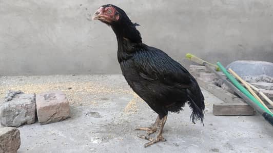 Aseel mianwali murgi pathi for sale kurak