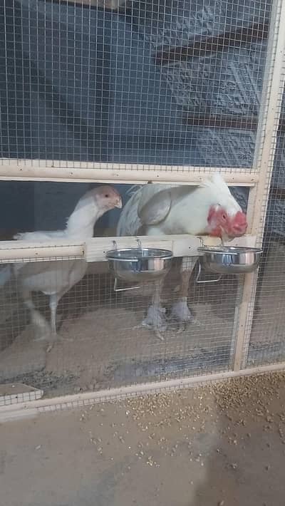 Parrot Beak Pair For Sale