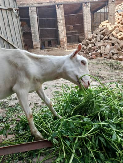 barbry taty pragnit femail