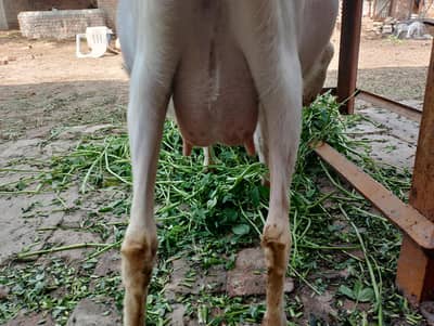 barbry taty pragnit femail