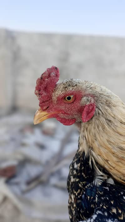 Aseel murga patha big size fit active healthy