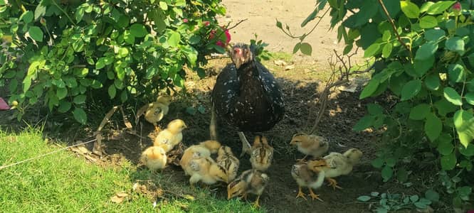 Aseel quality chicks for sale