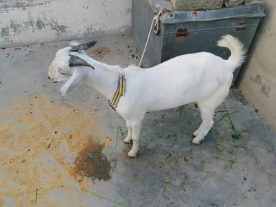 Tapra Bakra and Khara dumba