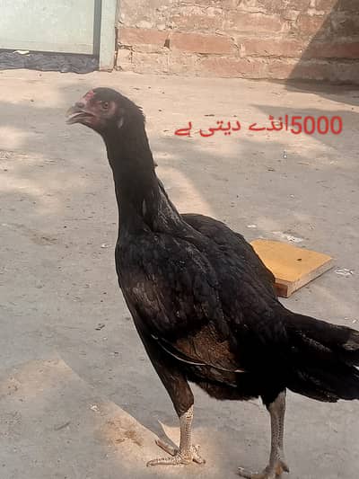 Thai Vietnam healthy and Active urgent sell 03032507611