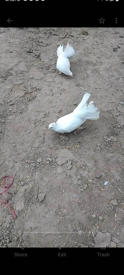 lucka pair for sale almost ready to breed