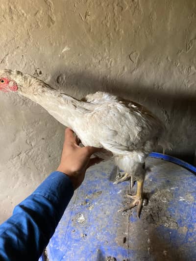 two high quality Aseel females for sale