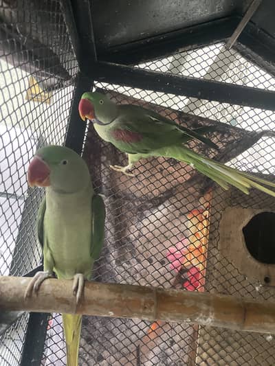 Breaded jora for sale