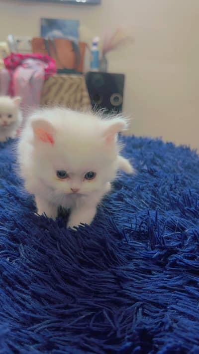 Persian cat for sale my WhatsApp number