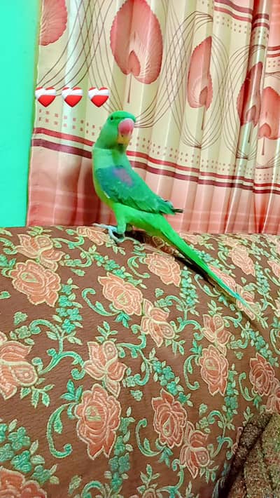 I am selling a hand tame parrot very friendly
