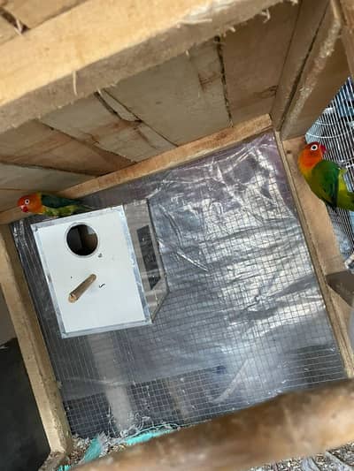 love birds  black eye / 1 pair 2500