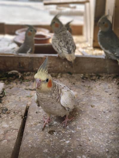 cocktail breeder pairs
