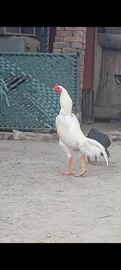 SHAMO EGGS AVAILABLE FOR SALE