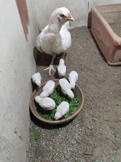 paper white heera  aseel