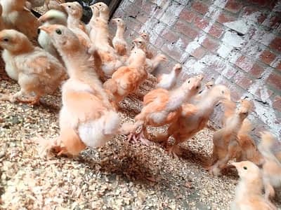 GOLDEN BUFF CHICKS