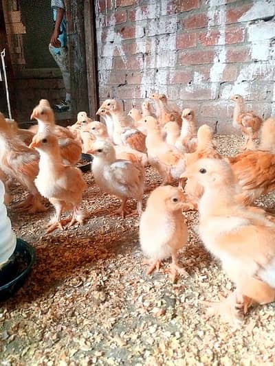 GOLDEN BUFF CHICKS
