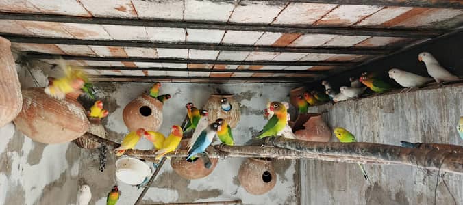 lovebirds looking for new shelter Read description