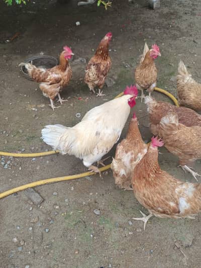 lohman brown fertile eggs