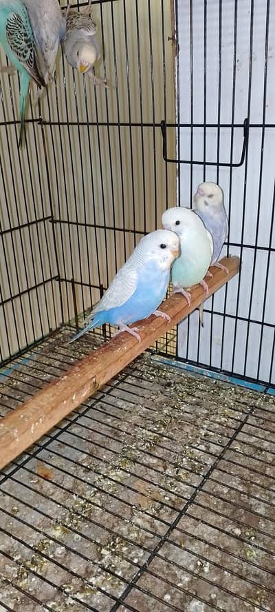 Budgie in beautiful colour's