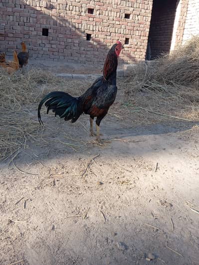high plus Pakistani black lakha male for sale video available in