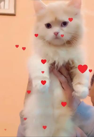 Persian female kitten for sale delivery available all Pakistan