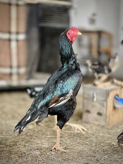 Mushka Aseel Madia Male