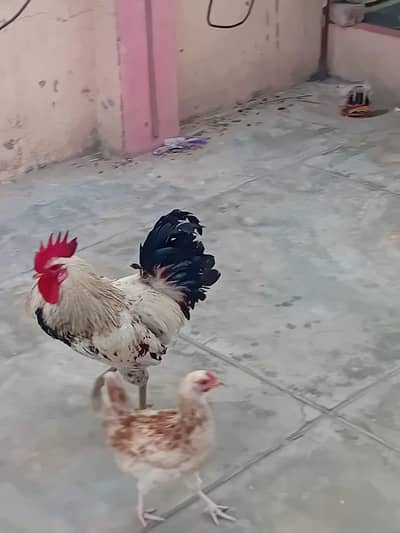 very active and breeding 9 pieces