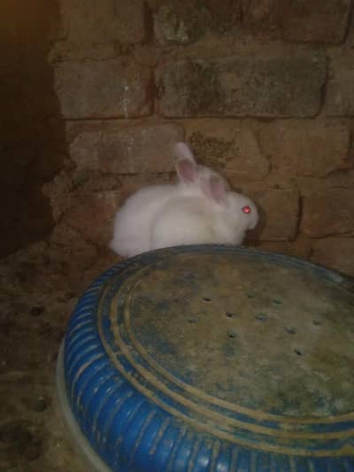 white colors and red eyes