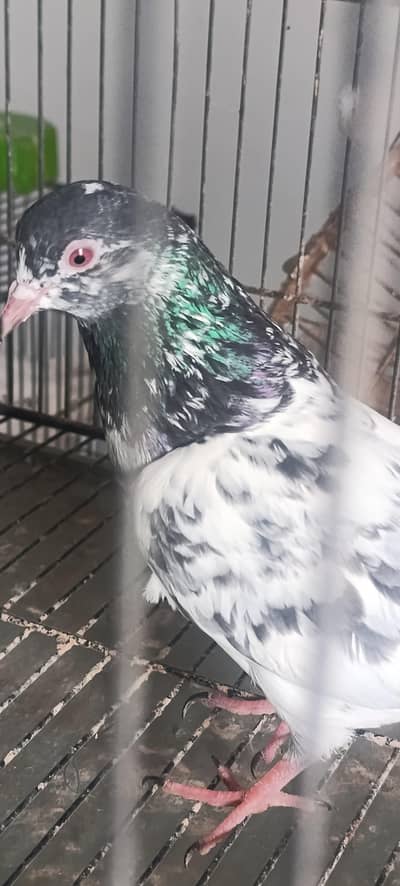 kmanger or dub wala bacha