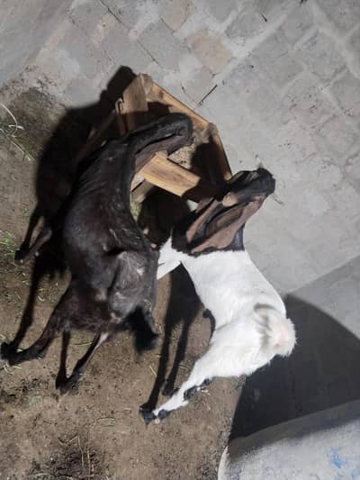 Bakra and Bakri For Sale