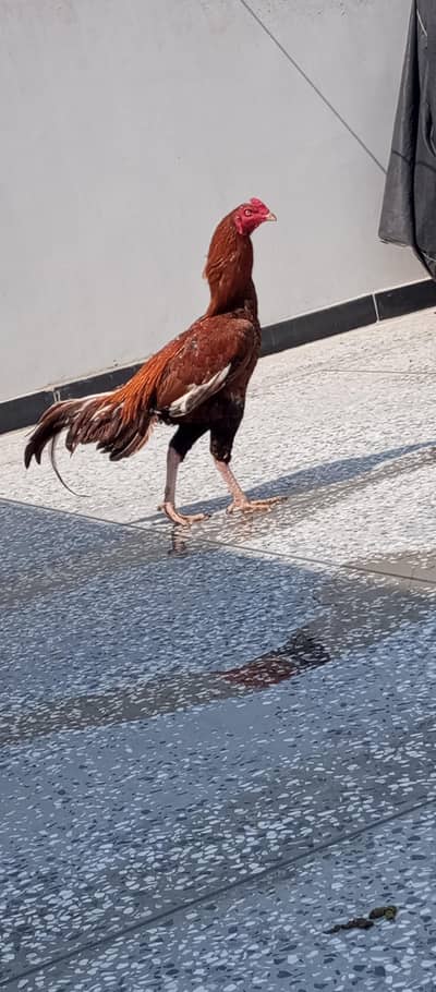 Band Gaddi Aseel Murga