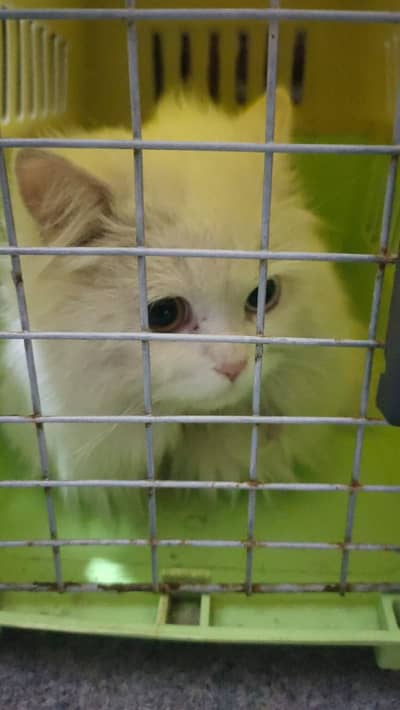 Persian cat one blue eyes and one Golden eyes double coat