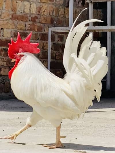 Hen white