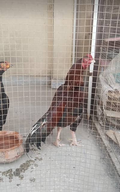 Male ke quality check kario  serious Buyer rapta kare