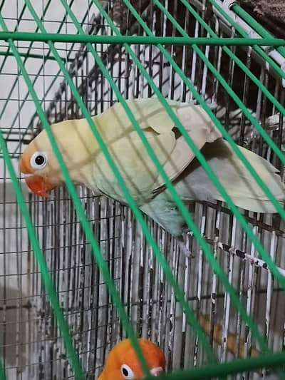 beautiful breeder pair of love bird with breeding box and cage