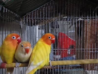 beautiful breeder pair of love bird with breeding box and cage