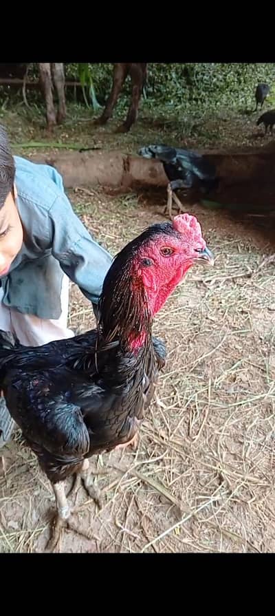 Aseel Thai Black chick 2 month