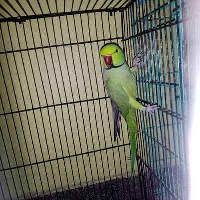 best pair talking bhi karta han