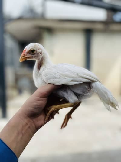 Paper white hira male