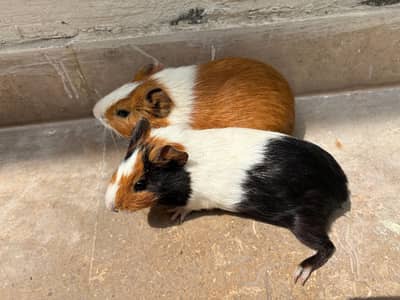 Gunnies pigs adult pair