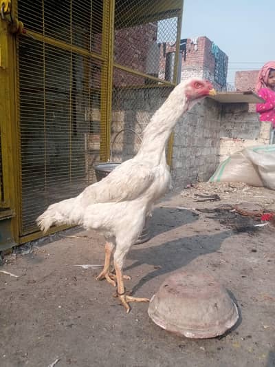 All setup sell chiks available